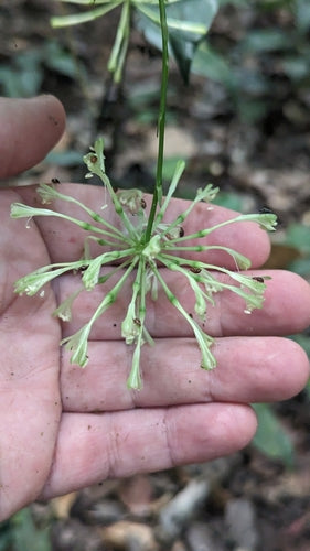 Gevlekte drakenboom — Bild 4