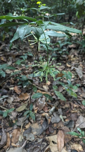 Gevlekte drakenboom — Bild 3