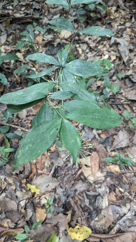 Gevlekte drakenboom — Bild 2