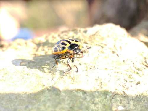 Gevlekte wilgenbladkever — Bild 4
