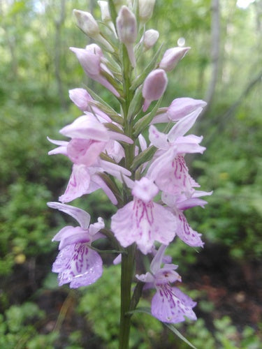 Gevlekte orchidee — foto 5 van 9