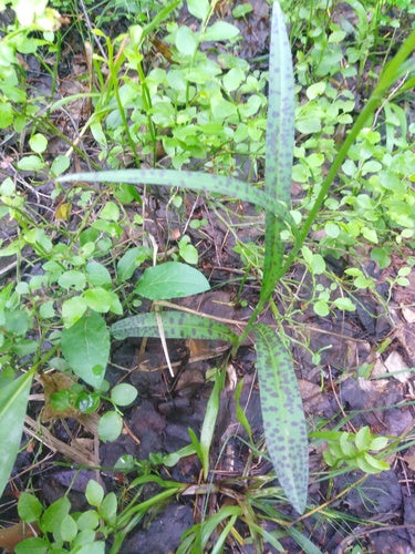Gevlekte orchidee — foto 4 van 9