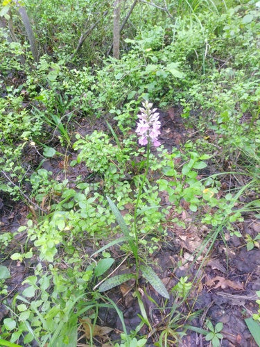 Gevlekte orchidee — foto 2 van 9