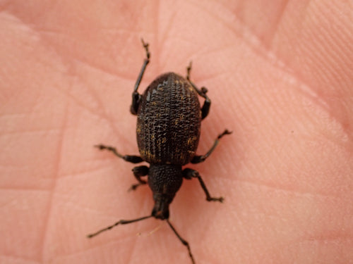 Gefurchter Dickmaulrüssler - Bild 8