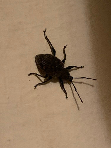 Gefurchter Dickmaulrüssler - Bild 7