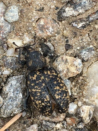 Gefurchter Dickmaulrüssler - Bild 6