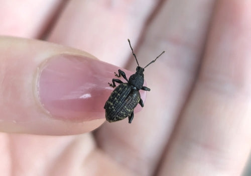 Gefurchter Dickmaulrüssler - Bild 2