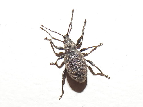 Gefurchter Dickmaulrüssler - Bild 4