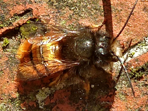 Gehoornde metselaarsbij — Bild 4