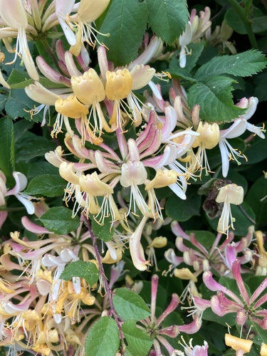 Kamperfoelie — Bild 4