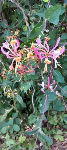 Kamperfoelie — Bild 2