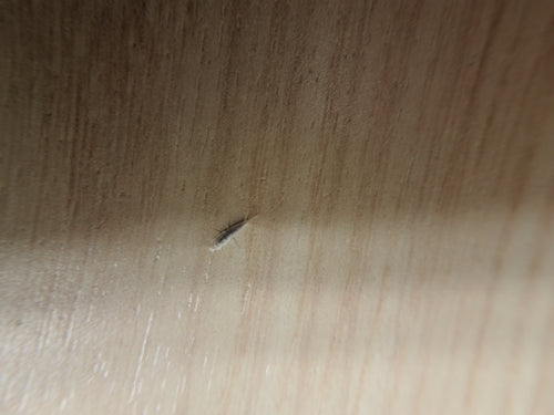 Spookvis — Bild 4