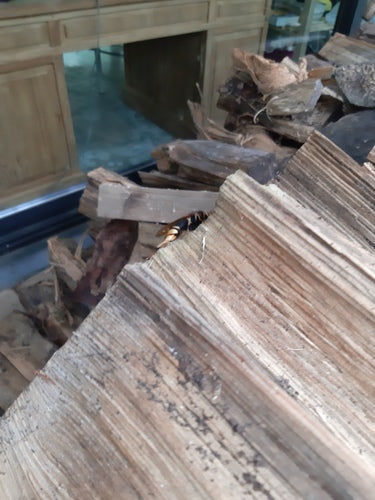 Gele sparrenwesp — Bild 2