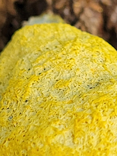 Geelbruine bloesem — Bild 4