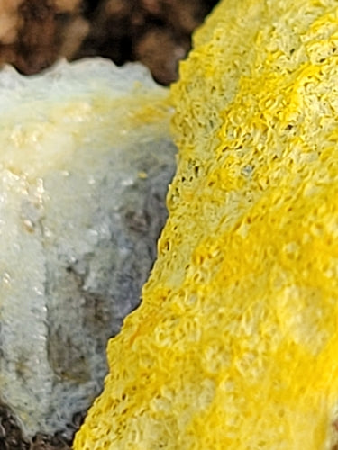 Geelbruine bloesem — Bild 3