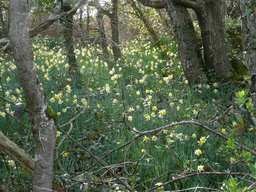 Gele narcis — Bild 5