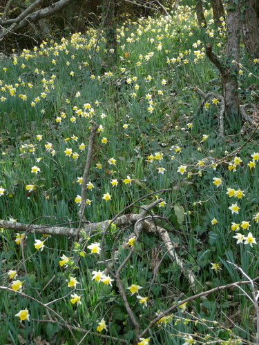 Gele narcis — Bild 4