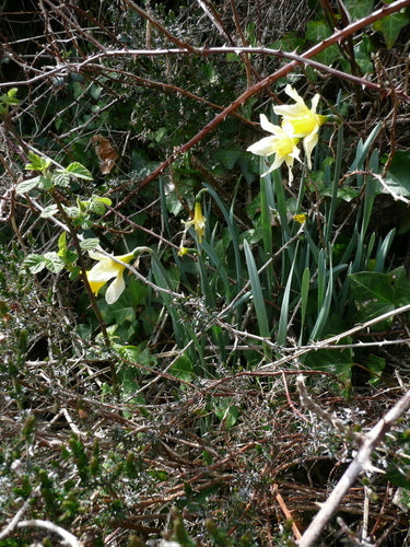Gele narcis — Bild 3