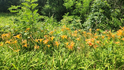 Geel daglelie — Bild 3