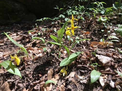 Gele Hondtand 'Pagode' — Bild 3