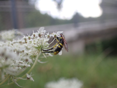 Geelgevlekte bladwesp — Bild 3