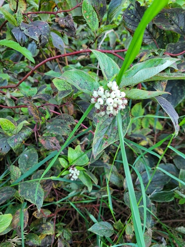 Geelhout-kornoelje — Bild 4