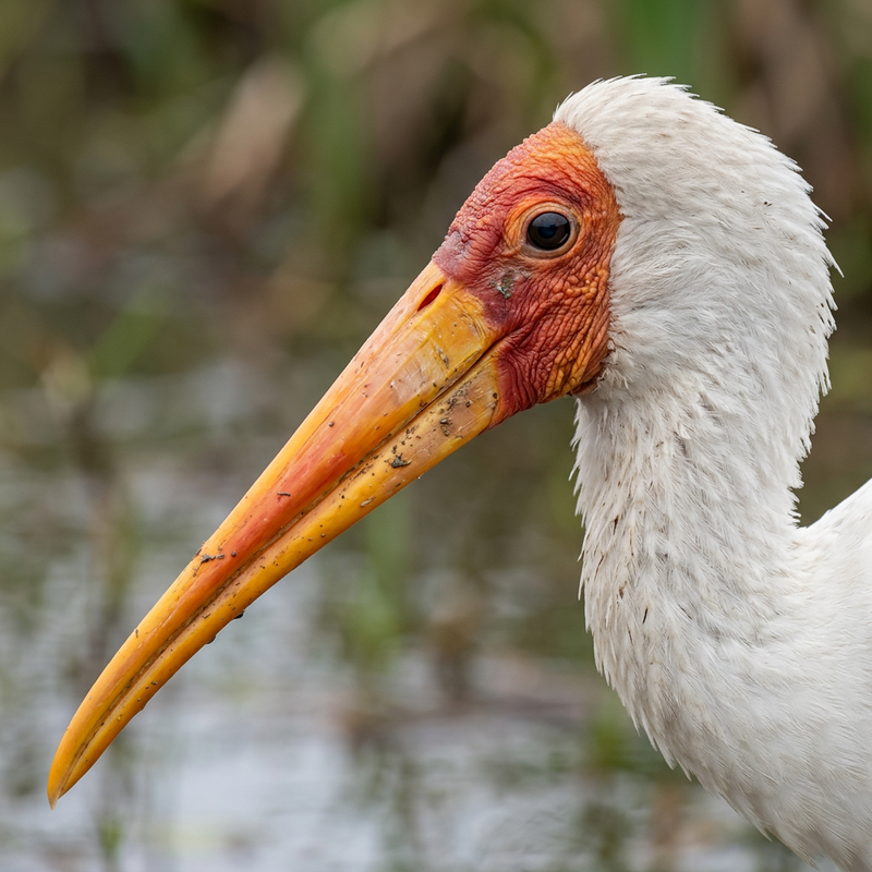 Gelbschnabelstorch (Mycteria ibis), AI-illustratie