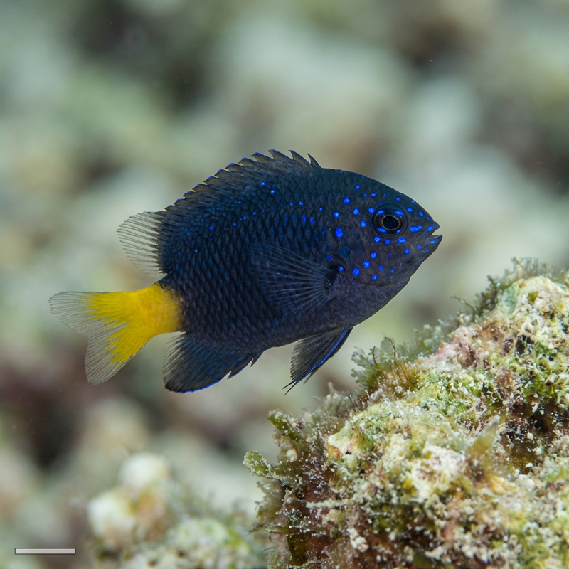 Geelstaartdamselfish