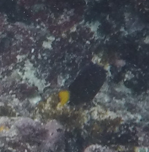 Geelstaartdamselfish — Bild 5
