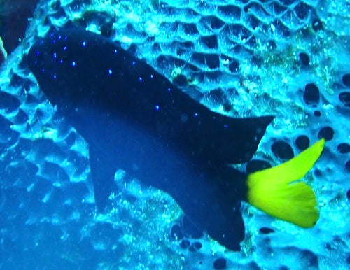 Geelstaartdamselfish — Bild 4