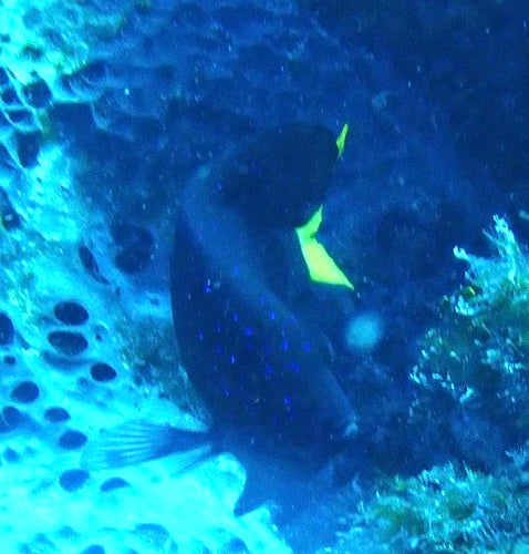 Geelstaartdamselfish — Bild 3