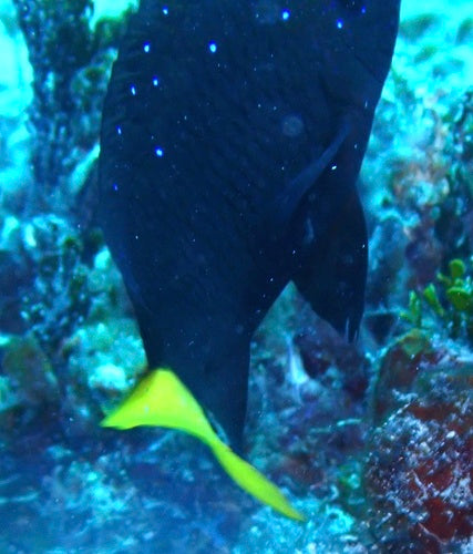 Geelstaartdamselfish — Bild 2