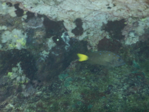 Geelstaartdamselfish — Bild 1