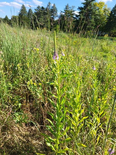 Gezamenlijke bloem — Bild 4