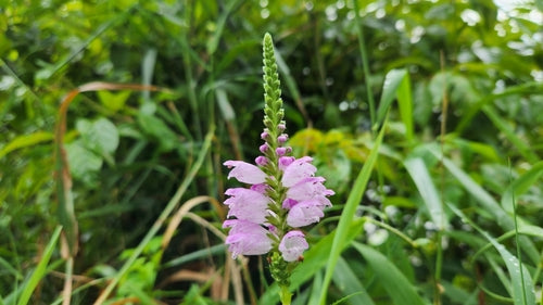 Gezamenlijke bloem — Bild 1