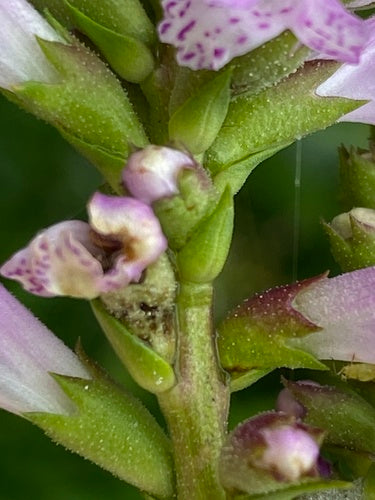 Gezamenlijke bloem — foto 4 van 52