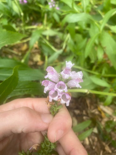 Gezamenlijke bloem — foto 3 van 52
