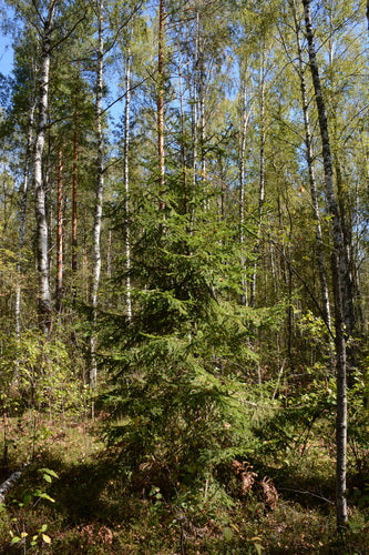 Fijnspar — Bild 5