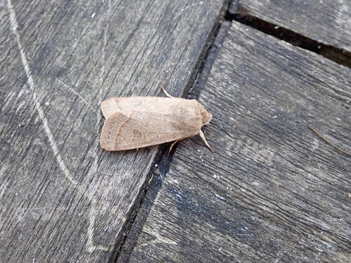 Gemeenschappelijke Kittenuil — Bild 5