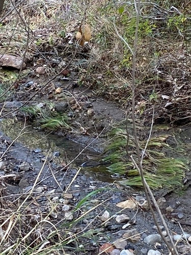 Karper — Bild 3