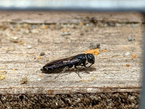 Gewone knotswesp — Bild 4
