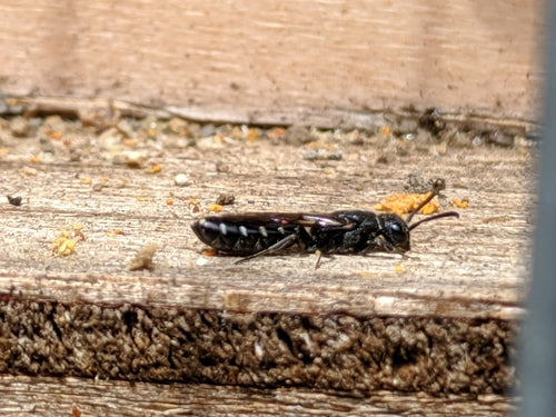 Gewone knotswesp — Bild 5