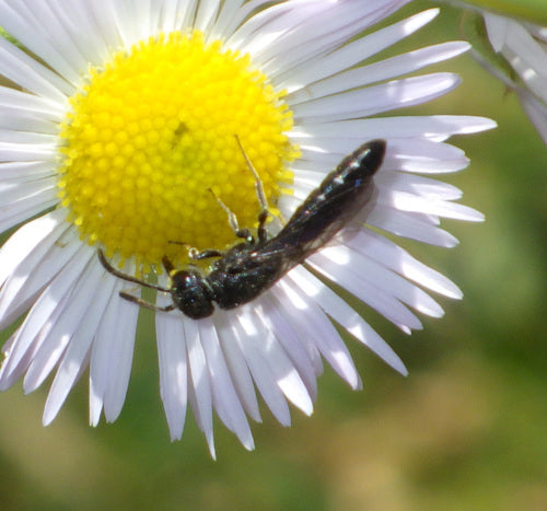 Gewone knotswesp — Bild 5
