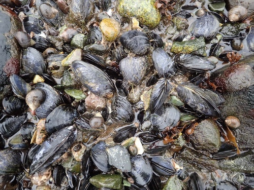 Gemeenschappelijke mossel — Bild 5