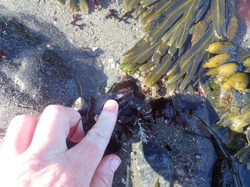 Gemeenschappelijke mossel — Bild 4