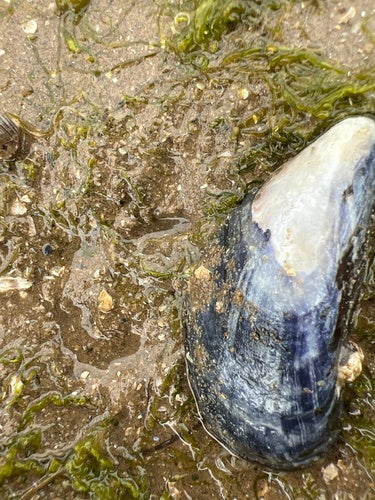 Gemeenschappelijke mossel — Bild 2
