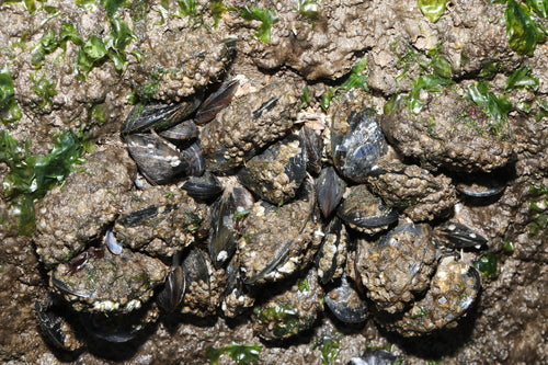 Gemeenschappelijke mossel — Bild 3