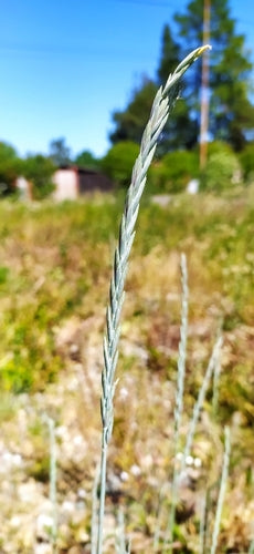 Gemeenschappelijk bankgras — Bild 5