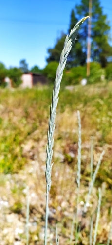 Gemeenschappelijk bankgras — Bild 4