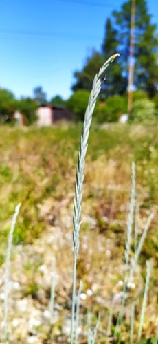 Gemeenschappelijk bankgras — Bild 3